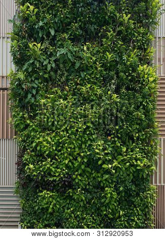Green Wall, Vertical Garden. Background With Lush Foliage.