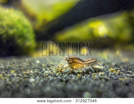 Macro Shot Of A Small Freshwater Crayfish In Aquatic Ambiance
