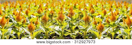 Orange Celosia Argentea Plumosa, Floral Panorama Background Wallpaper Banner. Many Decorative Flower