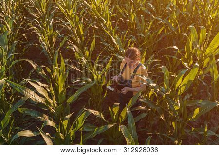 Agronomist Farmer Woman Using Tablet Computer In Corn Field. Aerial View Of Female Farm Worker In Ma