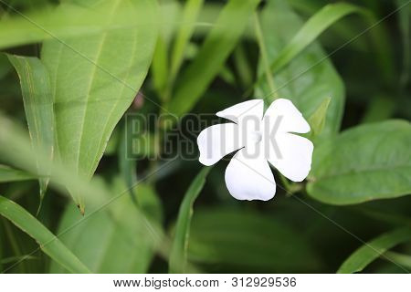 The White Wild Flowers That Are Blooming.