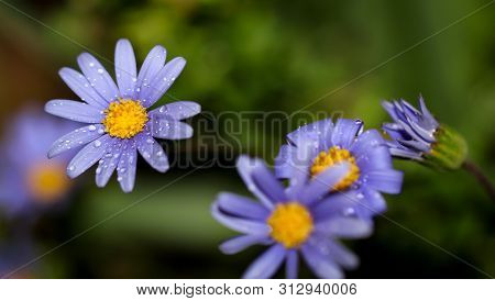 A Close-up Of A Beautiful Colorful Blossom
