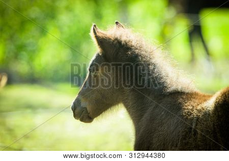 Cute Black Foal Is Looking Far In The Back Light