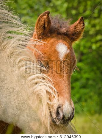 A Shy Young Foal Ist Hiding And Looking Over It`s Mothers Mane