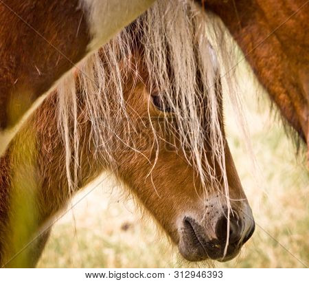 A Ancious Young Foal Is Hiding Behind It`s Mothers Mane