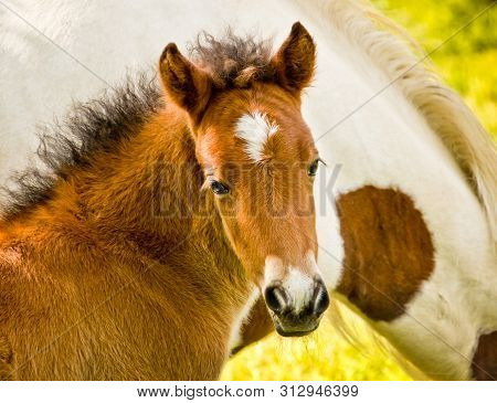 A Pretty Newborn Brown Foal Beside It`s Mother Is Looking Into The Camera