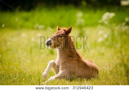 Charming Small Foal Is Getting Up Of The Grass