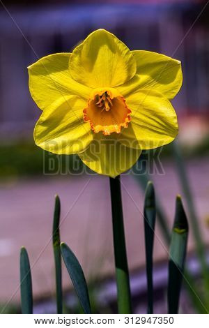 Isolated Yelloow Narcissus In The Spring Meadow
