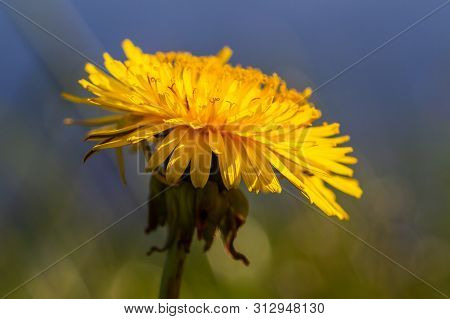 Isolated Yelloow Dandelion In The Spring Meadow