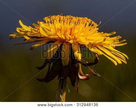 Isolated Yelloow Dandelion In The Spring Meadow