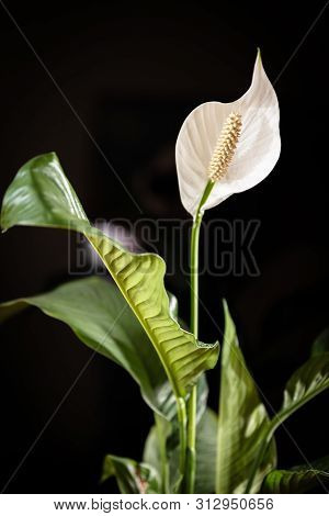 Floral Spathiphyllum Banner Or Background With A Blank Space For A Text