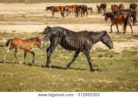 Horses Are On The Road. Behind The Steppe Landscape,in Spring