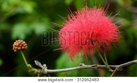 Close-up. Pink Red Powder Puff Or Red Head Powder Puff