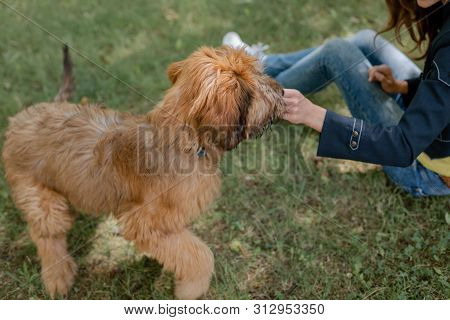 Puppy Briard And His Owner On The Meadow