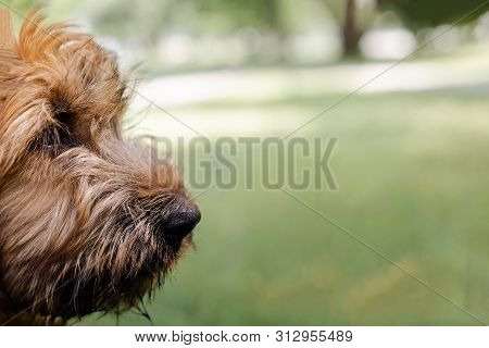 A Red Puppy Briard Playing In The Park
