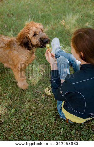 A Puppy Briard Playing With His Owner