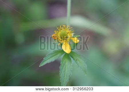 Macro Photo Of Celandine Buds And Flowers
