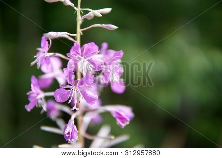 Beautiful Purple Epidendrum Flowers In The Forest