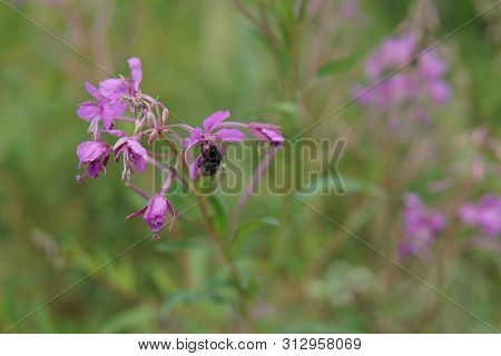 Beautiful Purple Epidendrum Flowers In The Forest