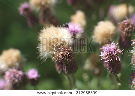 Beautiful Flower Of Purple Thistle. Pink Burdock Flowers