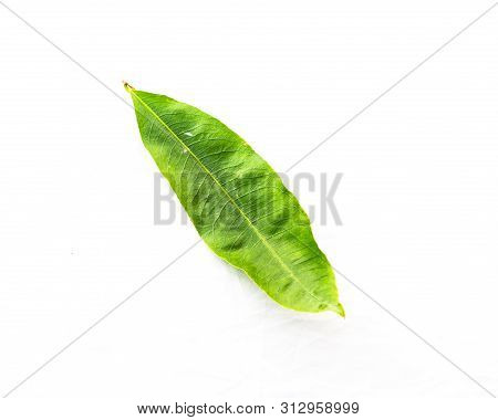Close-up Top View Single Ochna Integerrima Hoa Mai Leaf Isolated On White