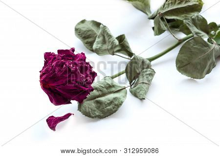 Dry Red Rose On White Background With Shadow. End Of Love