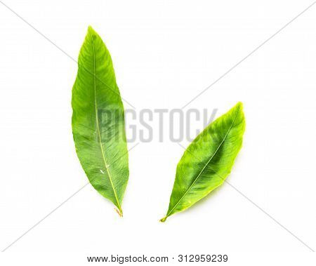 Top View Two Ochna Integerrima Hoa Mai Leaves Isolated On White