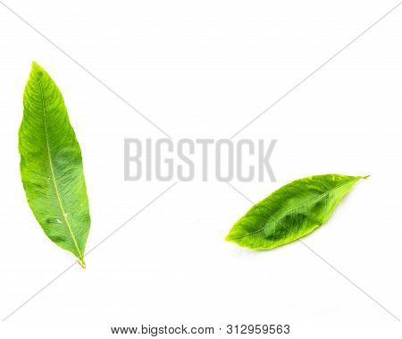 Top View Two Ochna Integerrima Hoa Mai Leaves Isolated On White