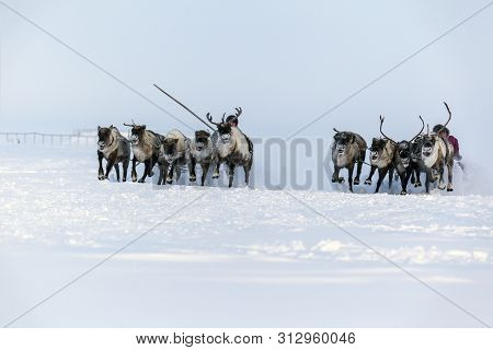 Nadym, Russia - February 23, 2019: Yamal, Open Area, Tundra,the Extreme North,  Races On Reindeer Sl