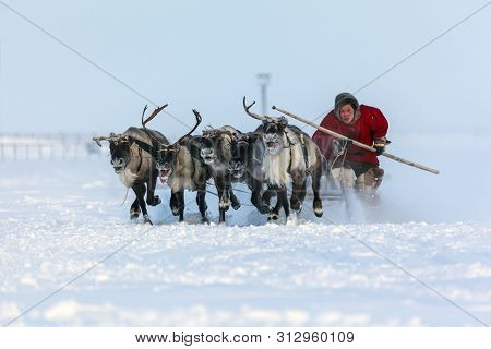 Nadym, Russia - February 23, 2019: Yamal, Open Area, Tundra,the Extreme North,  Races On Reindeer Sl