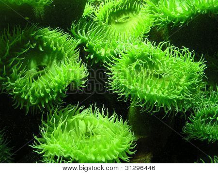 Zielony Surf zawilce (anthopleura xanthogrammica)