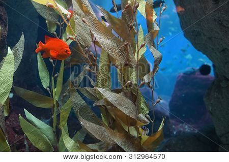 Tropical Red Mammon Fish In Aquarium, Close Up