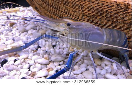 Giant Freshwater Prawn Or Giant River Shrimp In Tank.