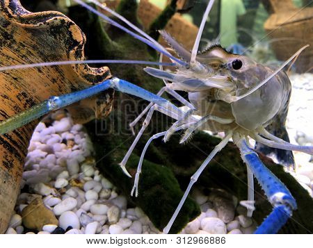 Giant Freshwater Prawn Or Giant River Shrimp In Tank.