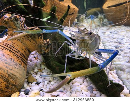 Giant Freshwater Prawn Or Giant River Shrimp In Tank.