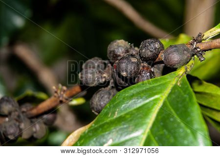 Extreme Close-up Of Ripe Coffee Fruits At Twig Of A Coffea Shrub