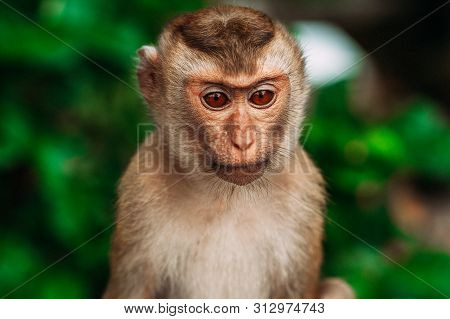 Portrait Of A Wild Monkey. A Selfie Of A Monkey. Macaque Looks At The Camera. Wild Primates. Wild An