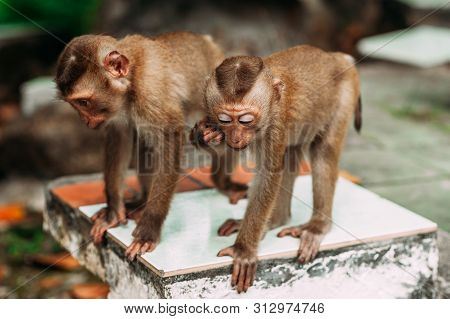 Portrait Of A Wild Monkey. A Selfie Of A Monkey. Macaque Looks At The Camera. Wild Primates. Wild An