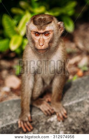 Portrait Of A Wild Monkey. A Selfie Of A Monkey. Macaque Looks At The Camera. Wild Primates. Wild An