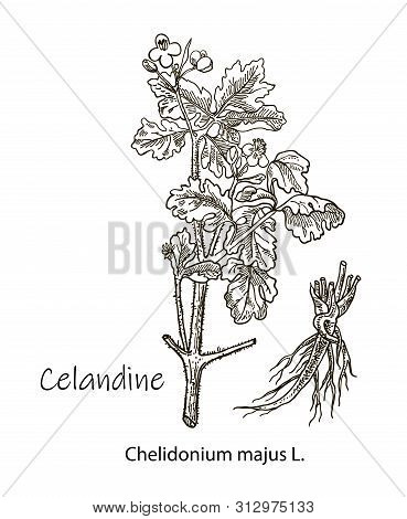 Greater Celandine Hand Drawn Sketch Botanical Vector Illustration. Medical Herbs.