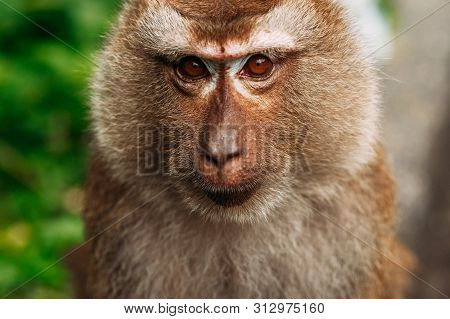 Portrait Of A Wild Monkey. A Selfie Of A Monkey. Macaque Looks At The Camera. Wild Primates. Wild An