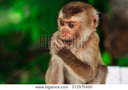 Portrait Of A Wild Monkey. A Selfie Of A Monkey. Macaque Looks At The Camera. Wild Primates. Wild An