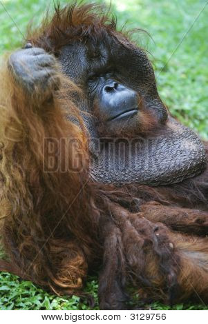 Orangutan