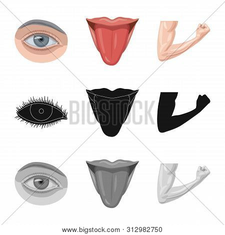 Isolated Object Of Human And Part Symbol. Set Of Human And Woman Bitmap Icon For Stock.