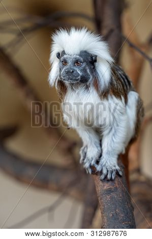 Cotton-top Tamarin On Tree Branch. Saguinus Oedipus