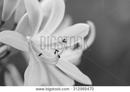Black And White Macro Photo Of White Agapanthus -agapanthus Praecox