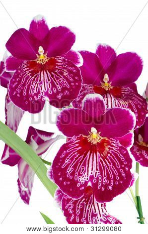 Viooltje Orchid - Miltonia wetteloze Falls