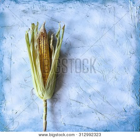 Single Partially Shucked Sweet Corn With Cob On Bright Blue Background. Freshly Picked Raw Corns On 