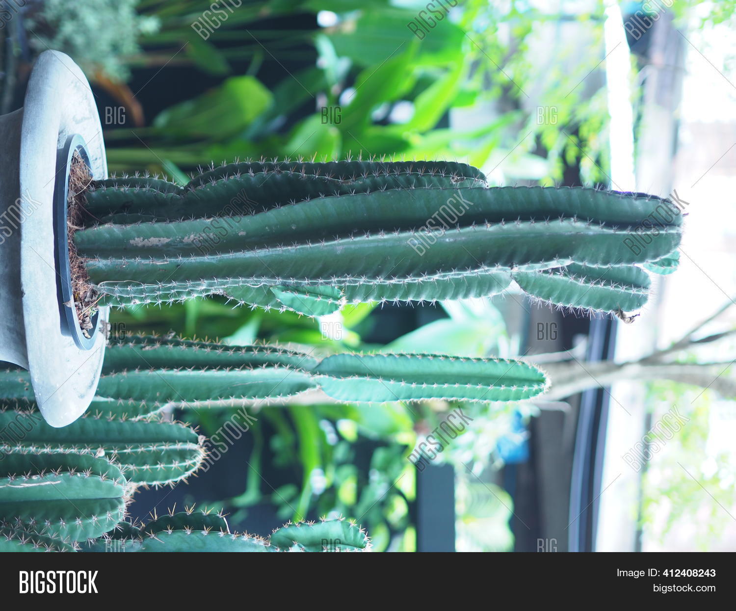 Cactus Tree Green Image & Photo (Free Trial) | Bigstock