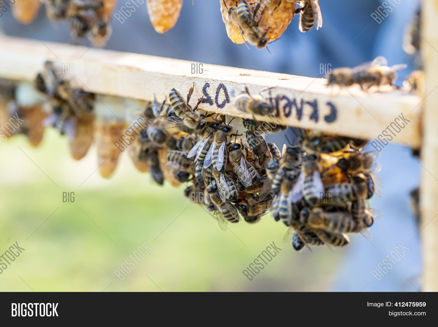 Beekeeping Queen Cell Image & Photo (Free Trial) Bigstock